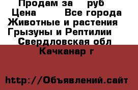 Продам за 50 руб. › Цена ­ 50 - Все города Животные и растения » Грызуны и Рептилии   . Свердловская обл.,Качканар г.